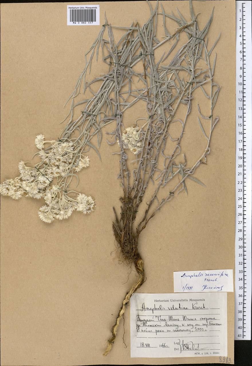 Анафалис кистеносный Franch., Средняя Азия и Казахстан, Западный Тянь-Шань и Каратау (M3) (Киргизия)