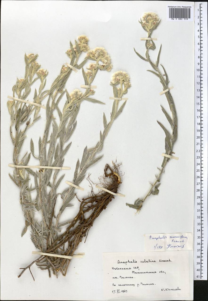 Анафалис кистеносный Franch., Средняя Азия и Казахстан, Западный Тянь-Шань и Каратау (M3) (Узбекистан)