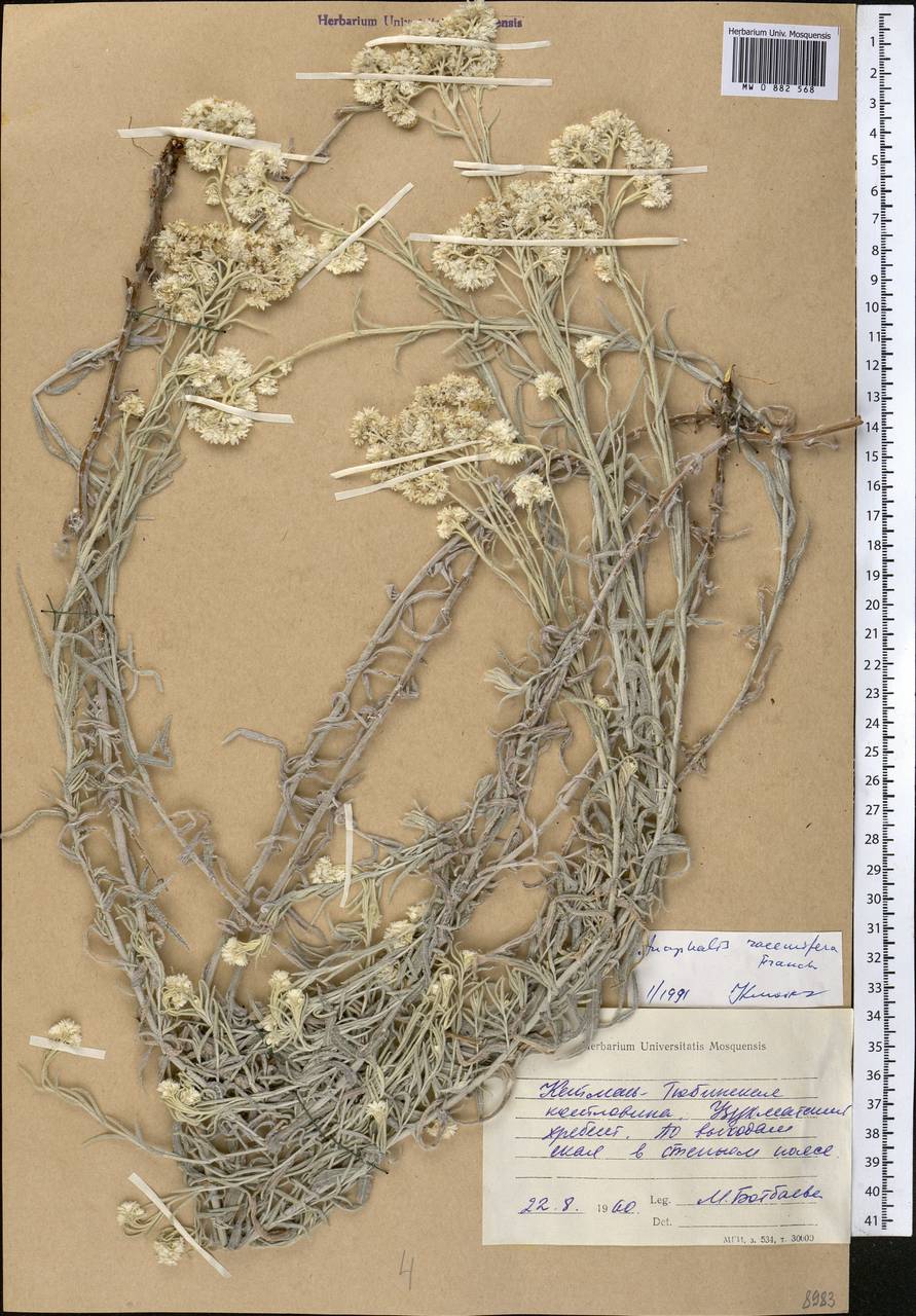 Анафалис кистеносный Franch., Средняя Азия и Казахстан, Западный Тянь-Шань и Каратау (M3) (Киргизия)