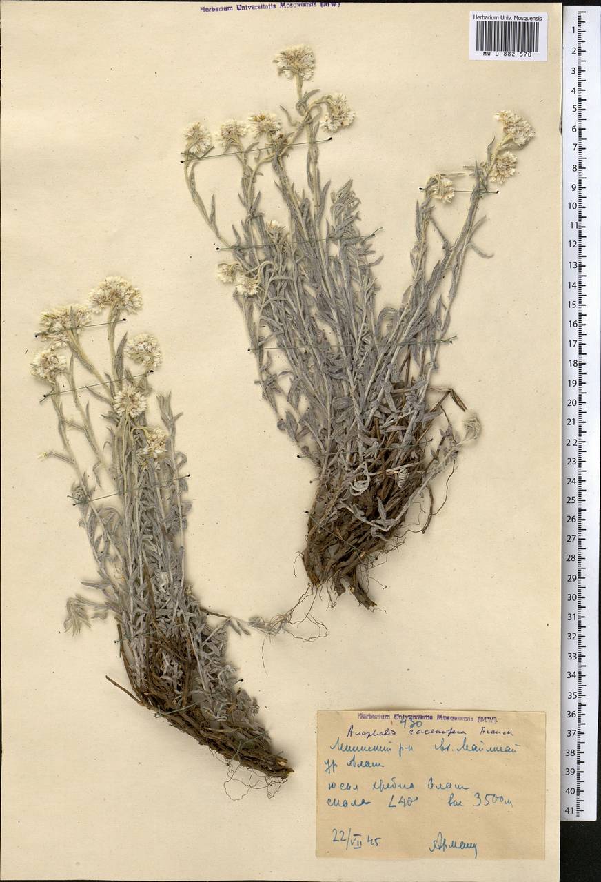 Анафалис кистеносный Franch., Средняя Азия и Казахстан, Западный Тянь-Шань и Каратау (M3) (Киргизия)