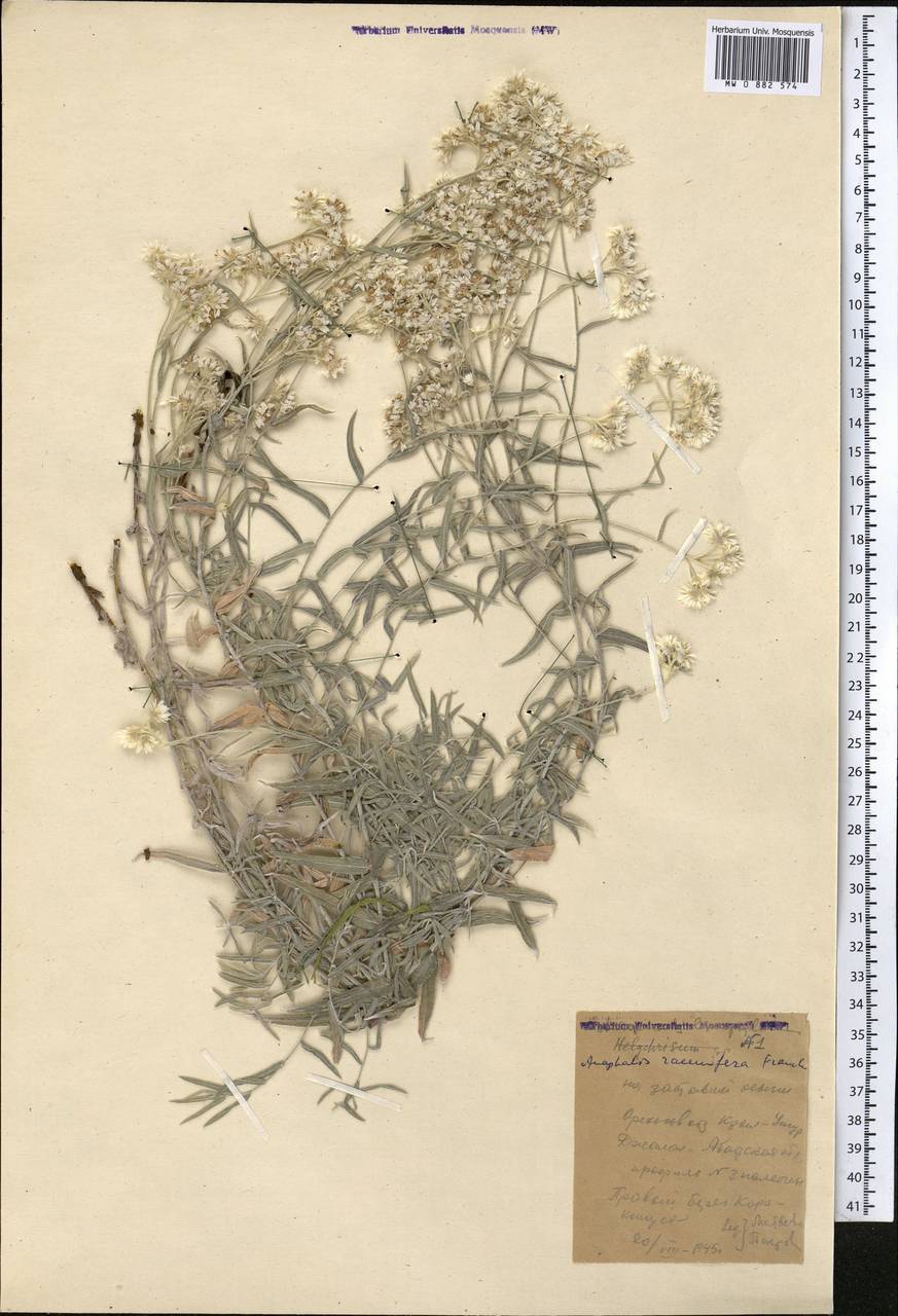 Анафалис кистеносный Franch., Средняя Азия и Казахстан, Западный Тянь-Шань и Каратау (M3) (Киргизия)