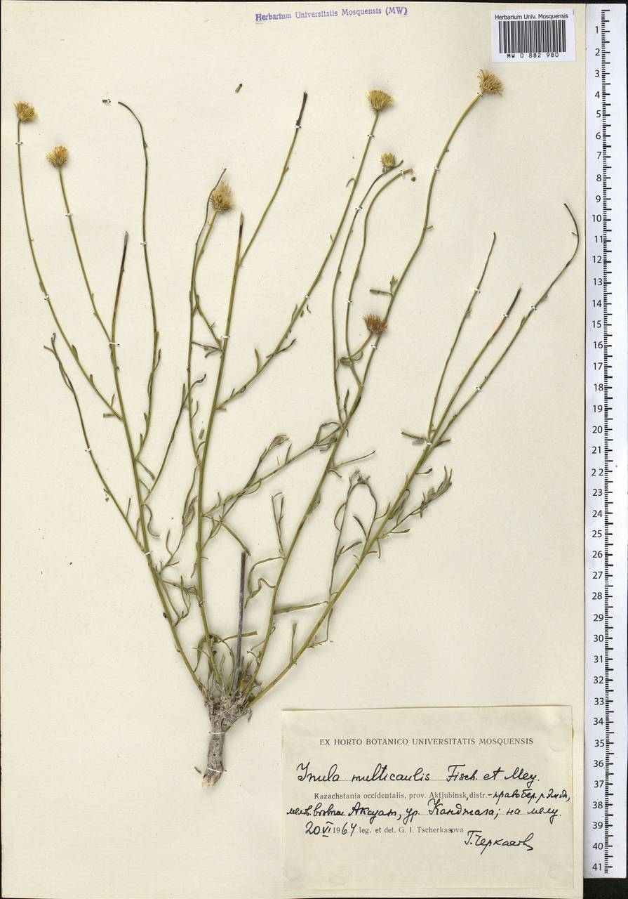 Девясил многостебельный Fisch. & C. A. Mey., Средняя Азия и Казахстан, Прикаспийский Устюрт и Северное Приаралье (M8) (Казахстан)