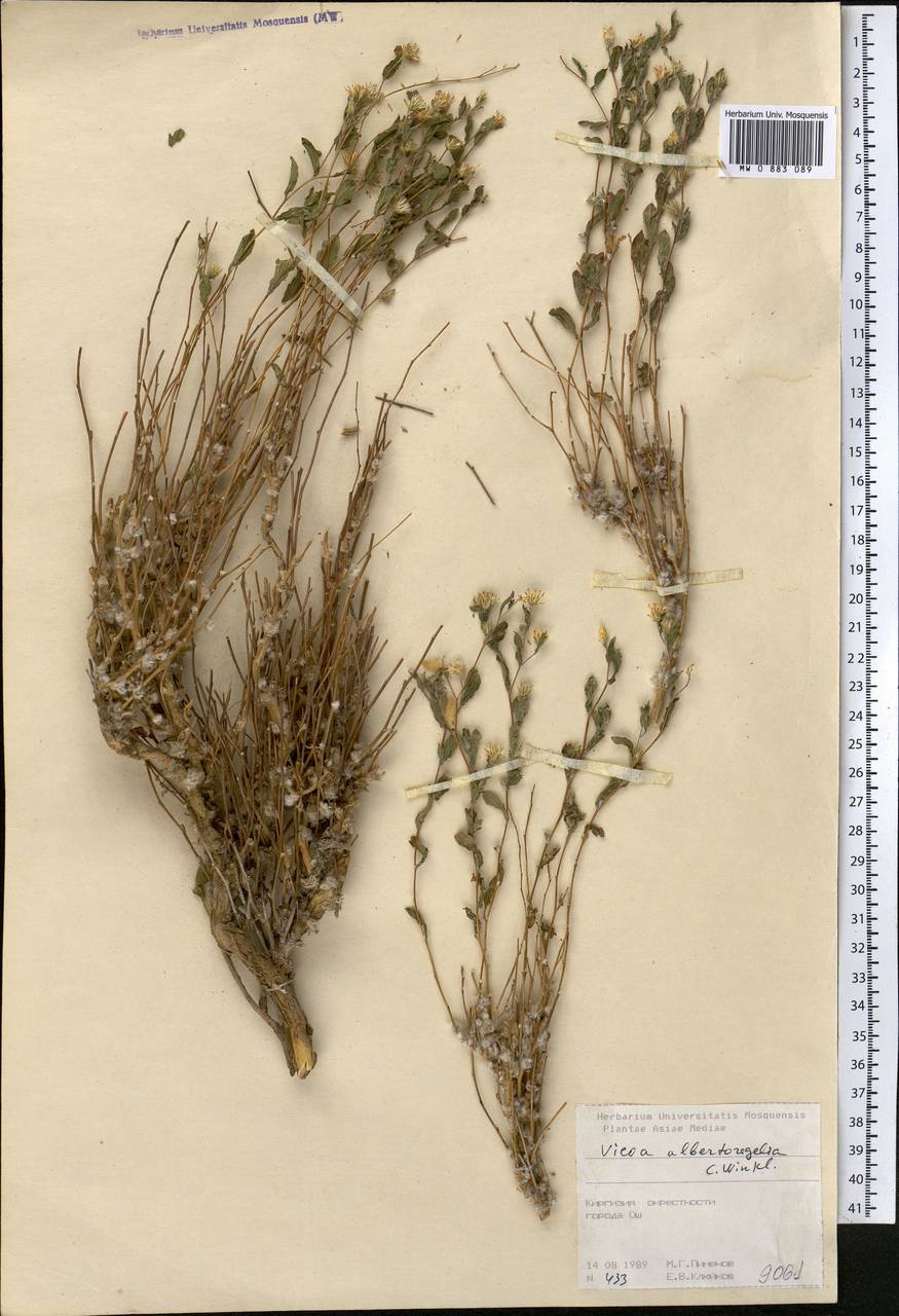 Vicoa albertoregelia C. Winkl., Средняя Азия и Казахстан, Памир и Памиро-Алай (M2) (Киргизия)