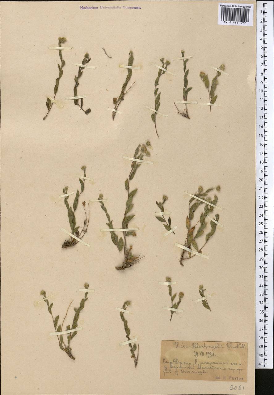 Vicoa albertoregelia C. Winkl., Средняя Азия и Казахстан, Западный Тянь-Шань и Каратау (M3) (Казахстан)