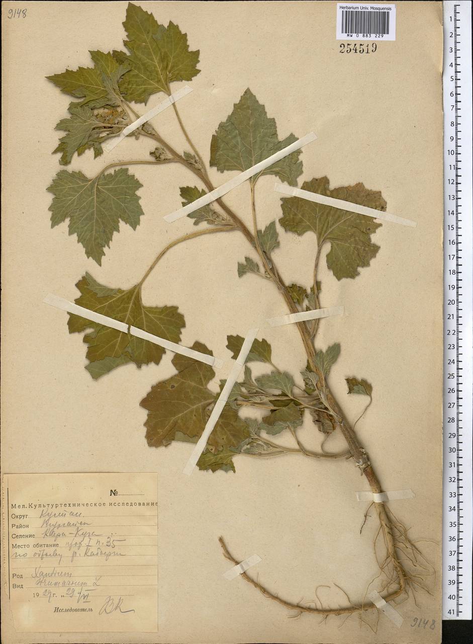MW0883229, Xanthium strumarium (Дурнишник обыкновенный), specimen
