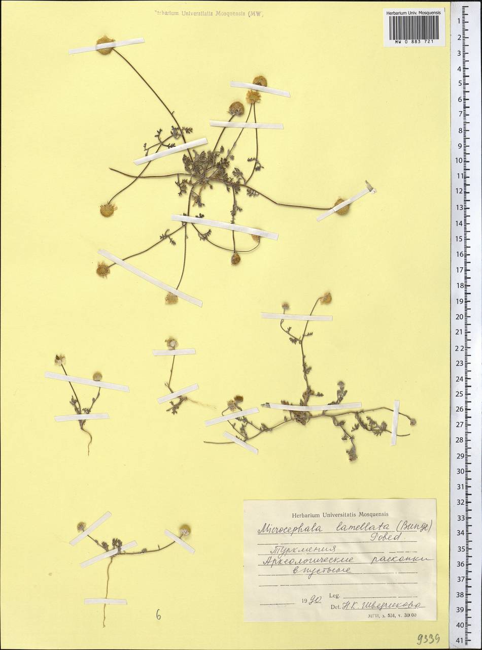 Мелкоголовка пластинчатая (Bunge) Pobed., Средняя Азия и Казахстан, Каракумы (M6) (Туркмения)