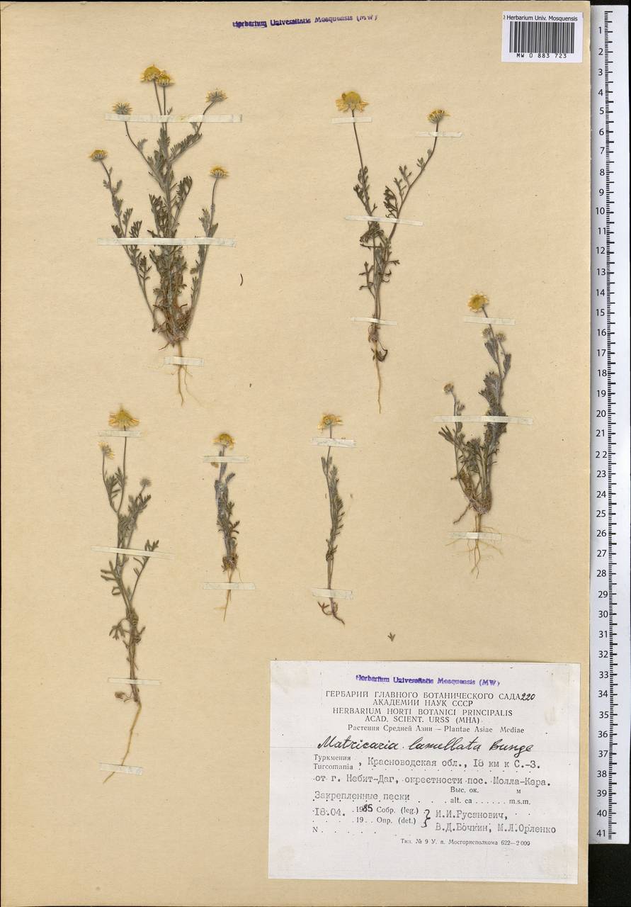 Мелкоголовка пластинчатая (Bunge) Pobed., Средняя Азия и Казахстан, Каракумы (M6) (Туркмения)