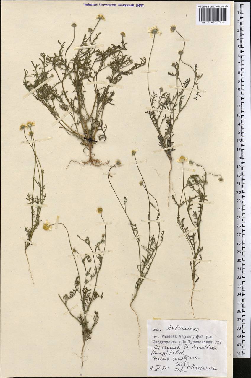 Мелкоголовка пластинчатая (Bunge) Pobed., Средняя Азия и Казахстан, Каракумы (M6) (Туркмения)