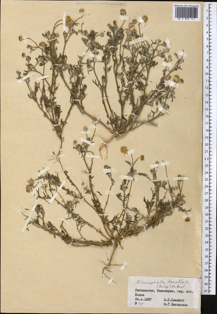 Мелкоголовка пластинчатая (Bunge) Pobed., Средняя Азия и Казахстан, Памир и Памиро-Алай (M2) (Узбекистан)