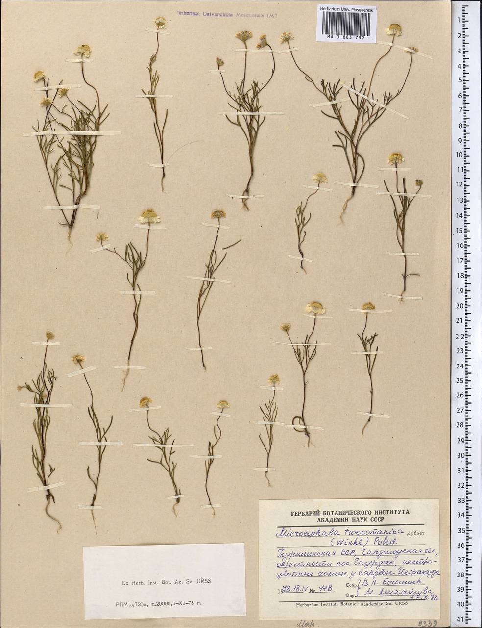 Microcephala lamellata subsp. lamellata, Средняя Азия и Казахстан, Каракумы (M6) (Туркмения)