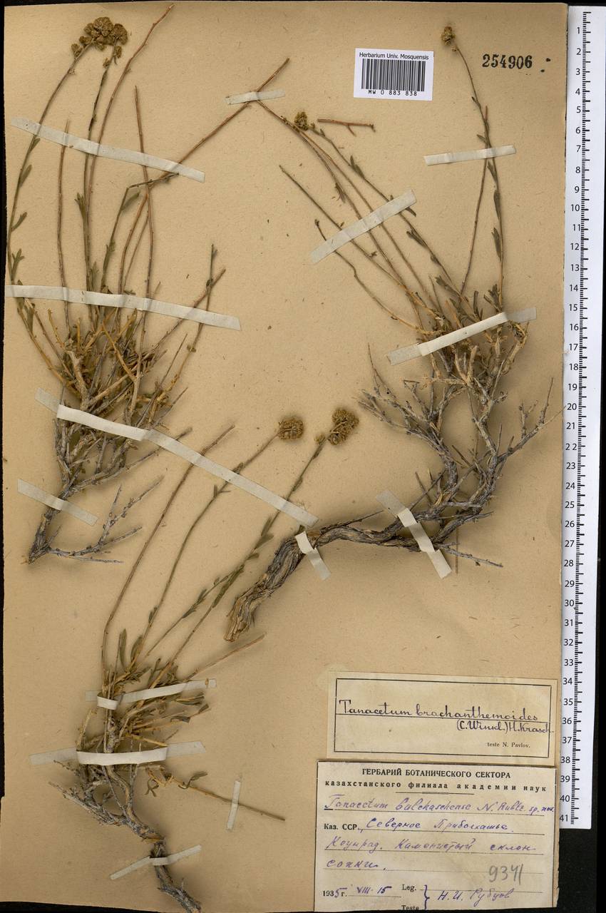 Kaschgaria brachanthemoides (C. Winkl.) Poljakov, Средняя Азия и Казахстан, Муюнкумы, Прибалхашье и Бетпак-Дала (M9) (Казахстан)