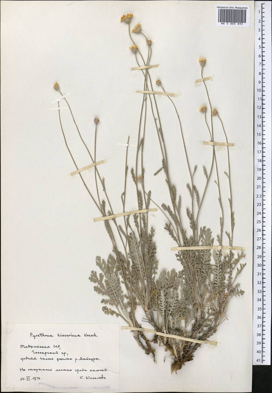 Tanacetum hissaricum (Krasch.) K. Bremer & Humphries, Средняя Азия и Казахстан, Памир и Памиро-Алай (M2) (Таджикистан)