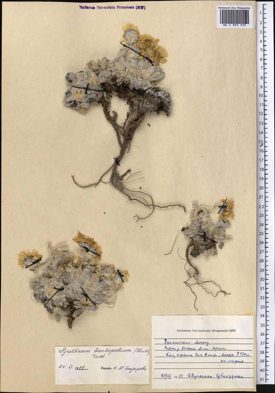 Рихтерия эдельвейсовая Winkl., Средняя Азия и Казахстан, Северный и Центральный Тянь-Шань (M4) (Казахстан)