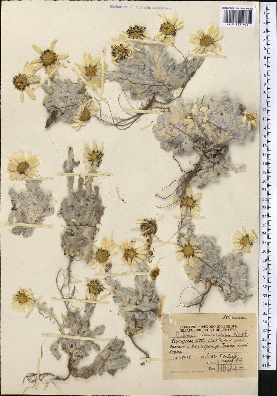 Рихтерия эдельвейсовая Winkl., Средняя Азия и Казахстан, Северный и Центральный Тянь-Шань (M4) (Киргизия)