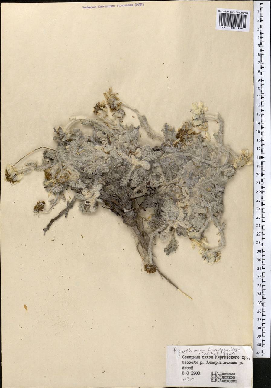 Рихтерия эдельвейсовая Winkl., Средняя Азия и Казахстан, Северный и Центральный Тянь-Шань (M4) (Киргизия)