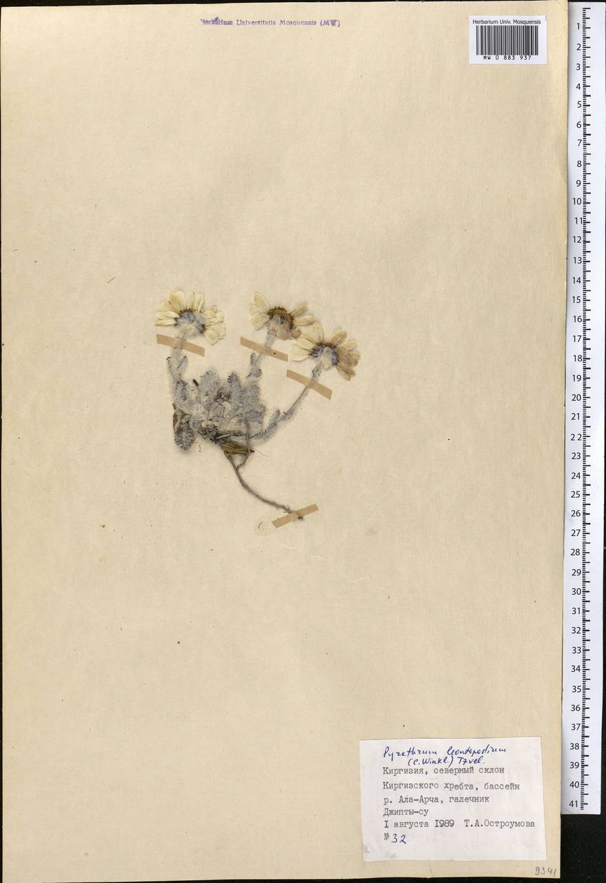 Рихтерия эдельвейсовая Winkl., Средняя Азия и Казахстан, Северный и Центральный Тянь-Шань (M4) (Киргизия)