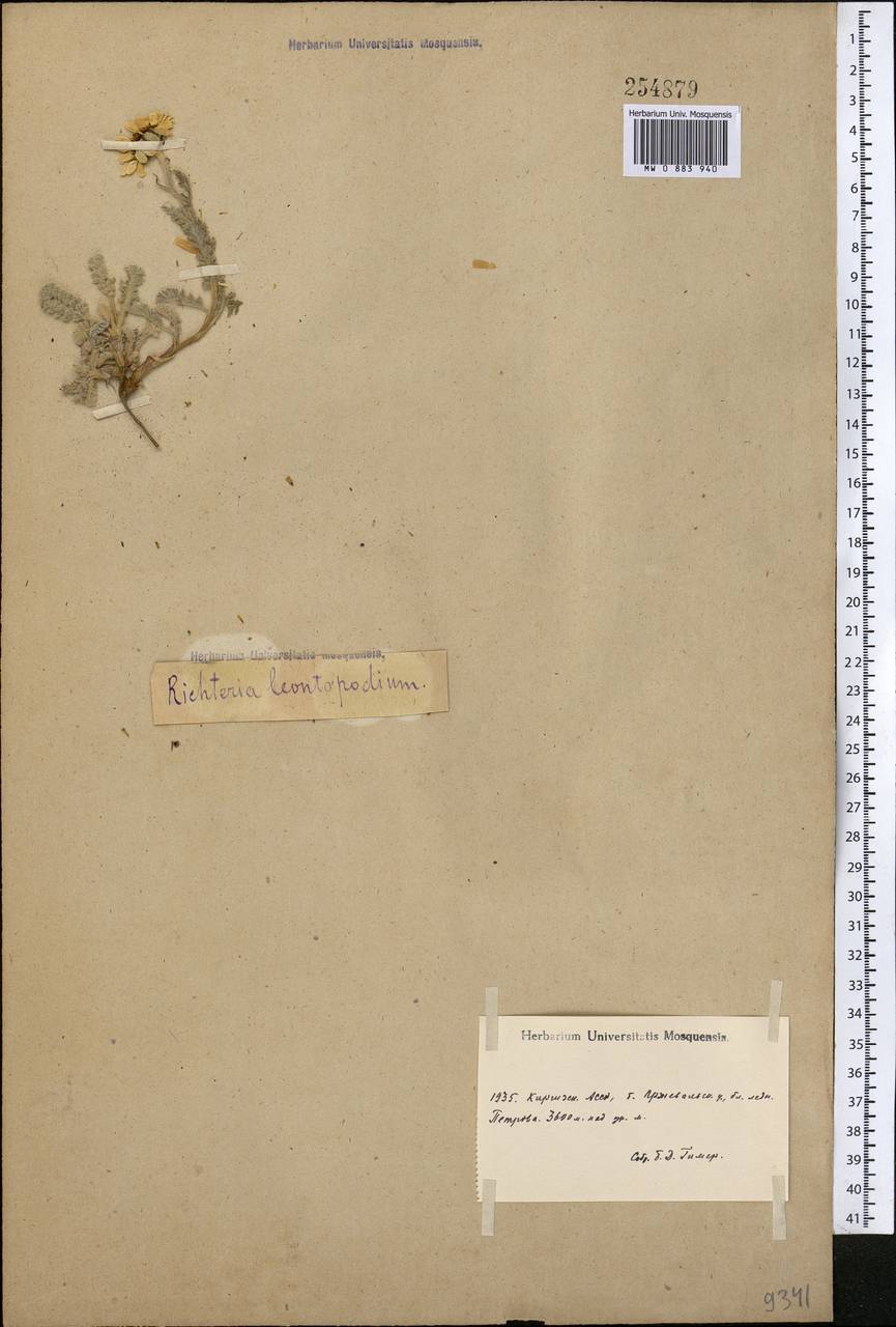 Рихтерия эдельвейсовая Winkl., Средняя Азия и Казахстан, Северный и Центральный Тянь-Шань (M4) (Киргизия)