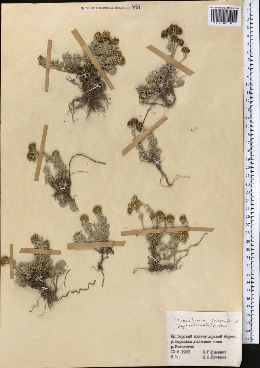 Ajania scharnhorstii (Regel & Schmalh.) Tzvelev, Средняя Азия и Казахстан, Северный и Центральный Тянь-Шань (M4) (Киргизия)