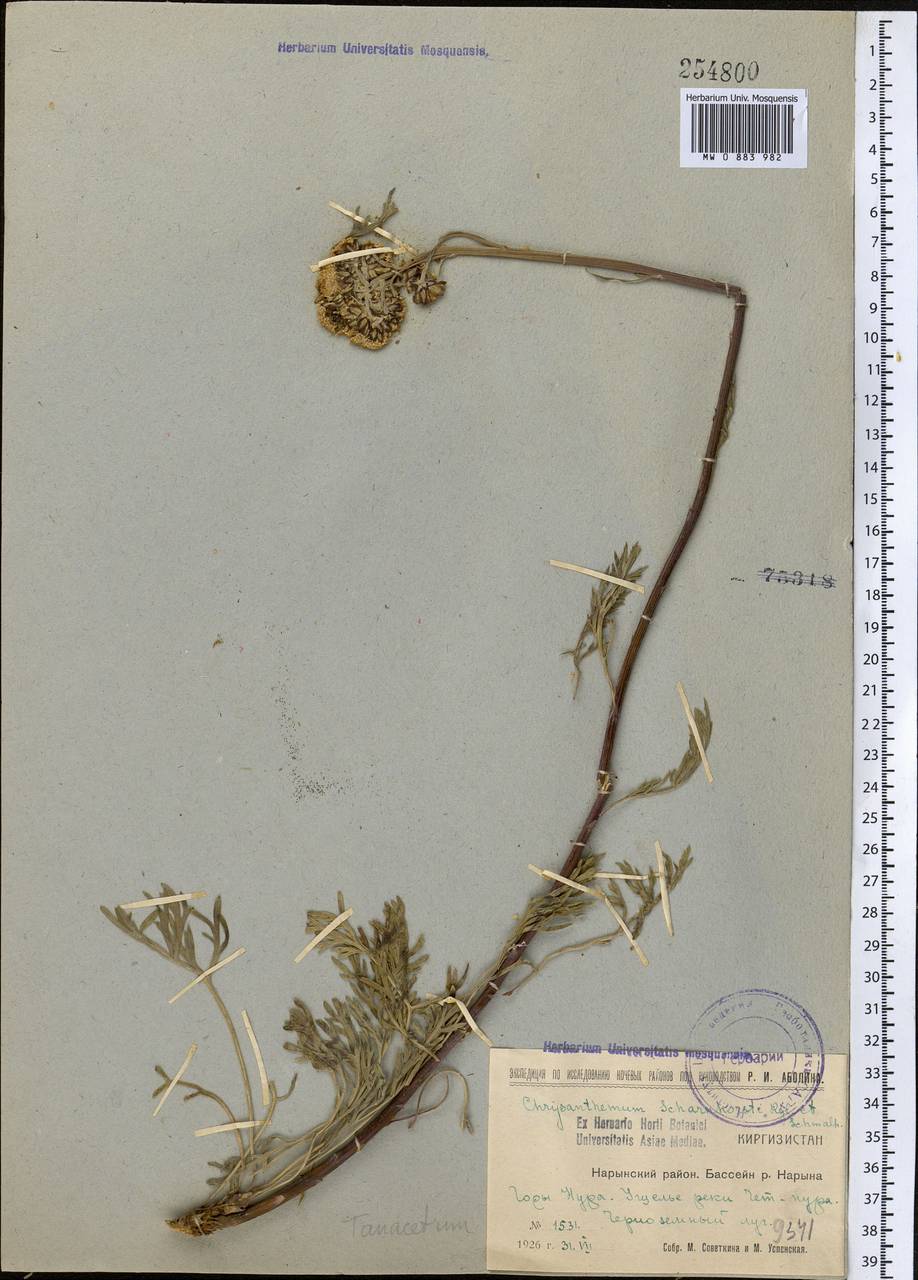 Ajania scharnhorstii (Regel & Schmalh.) Tzvelev, Средняя Азия и Казахстан, Северный и Центральный Тянь-Шань (M4) (Киргизия)