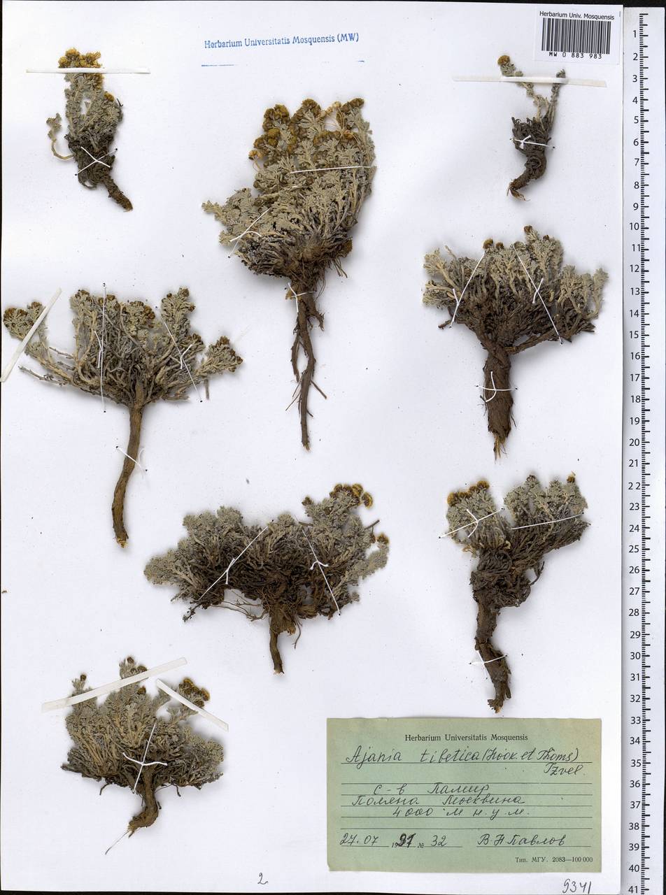 Аяния тибетская (Hook. fil. & Thomson) Tzvelev, Средняя Азия и Казахстан, Памир и Памиро-Алай (M2) (Таджикистан)