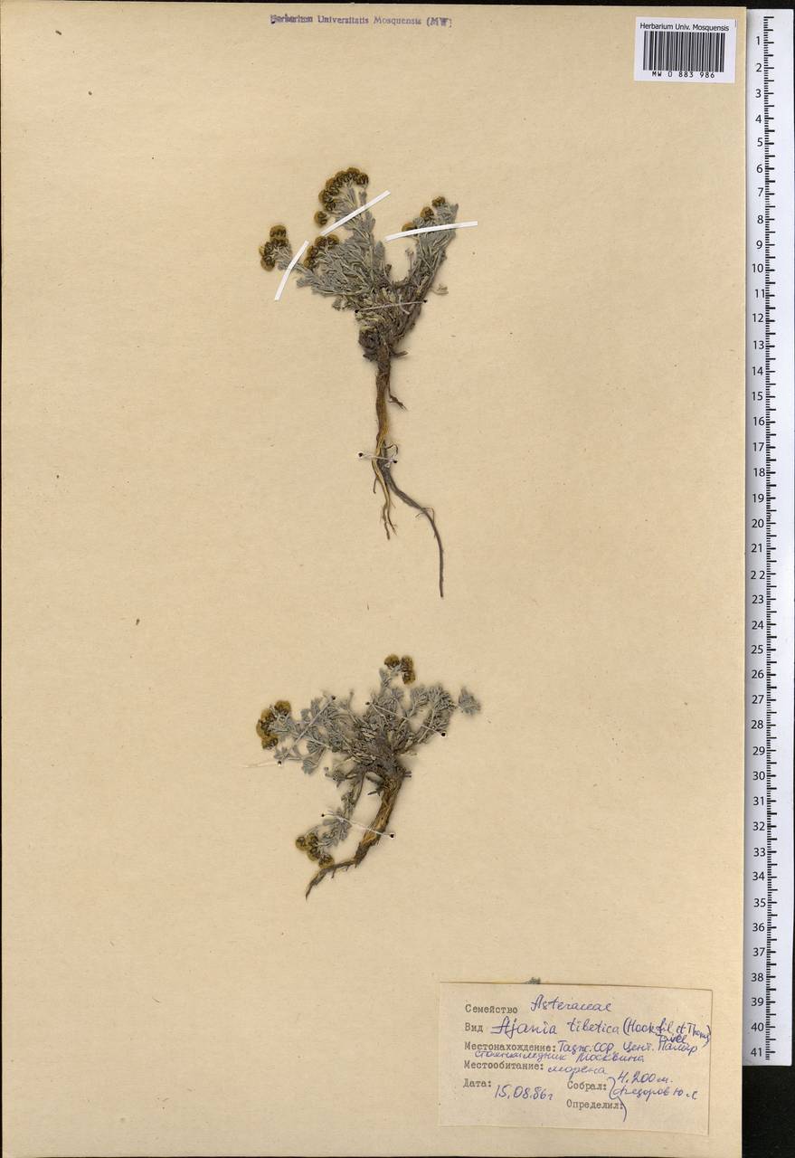 Аяния тибетская (Hook. fil. & Thomson) Tzvelev, Средняя Азия и Казахстан, Памир и Памиро-Алай (M2) (Таджикистан)