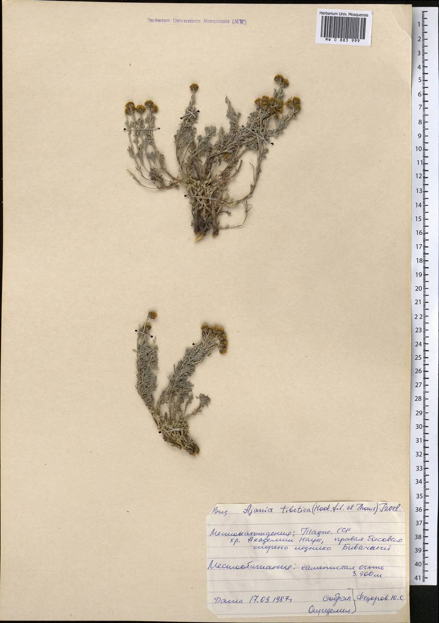 Аяния тибетская (Hook. fil. & Thomson) Tzvelev, Средняя Азия и Казахстан, Памир и Памиро-Алай (M2) (Таджикистан)