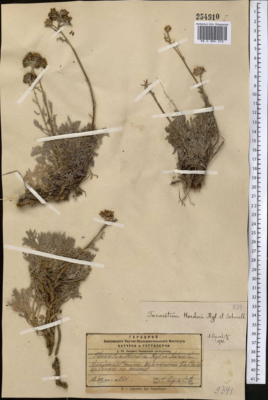 Ипполития Гердера (Regel & Schmalh.) Poljakov, Средняя Азия и Казахстан, Памир и Памиро-Алай (M2) (Киргизия)