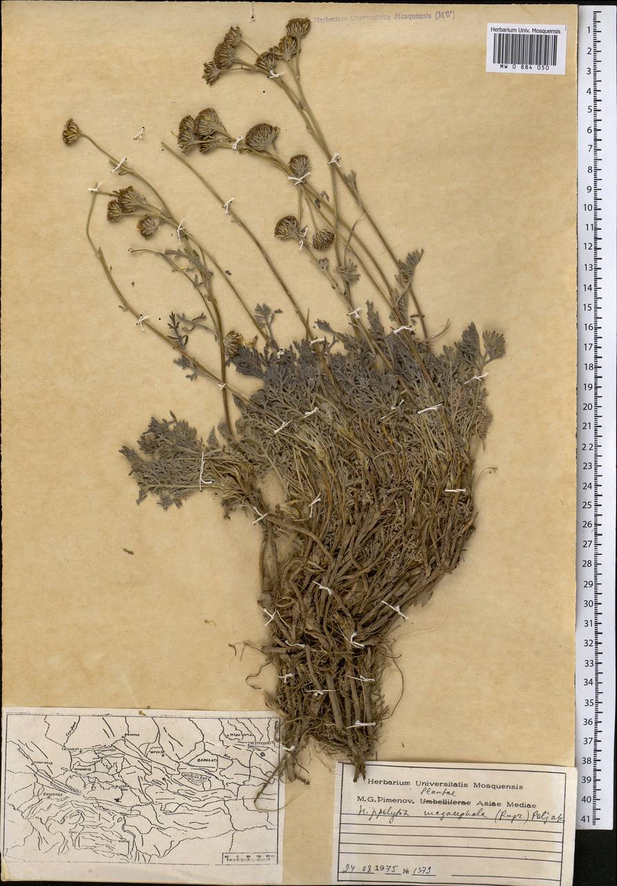 Ипполития крупноголовчатая (Rupr.) P. Poljakov, Средняя Азия и Казахстан, Памир и Памиро-Алай (M2) (Таджикистан)