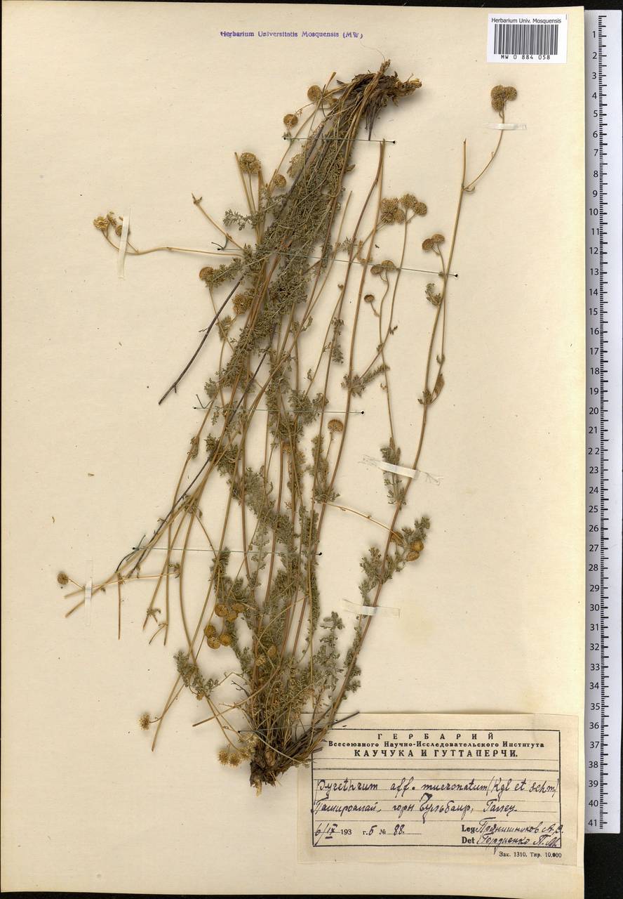 Танацетопсис остроконечный (Regel & Schmalh.) Kovalevsk., Средняя Азия и Казахстан, Памир и Памиро-Алай (M2) (Узбекистан)