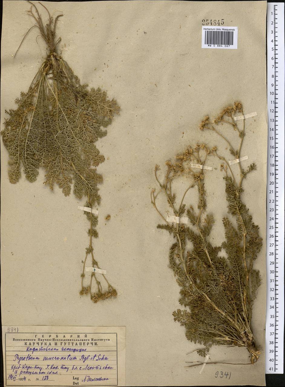 Танацетопсис остроконечный (Regel & Schmalh.) Kovalevsk., Средняя Азия и Казахстан, Западный Тянь-Шань и Каратау (M3) (Казахстан)