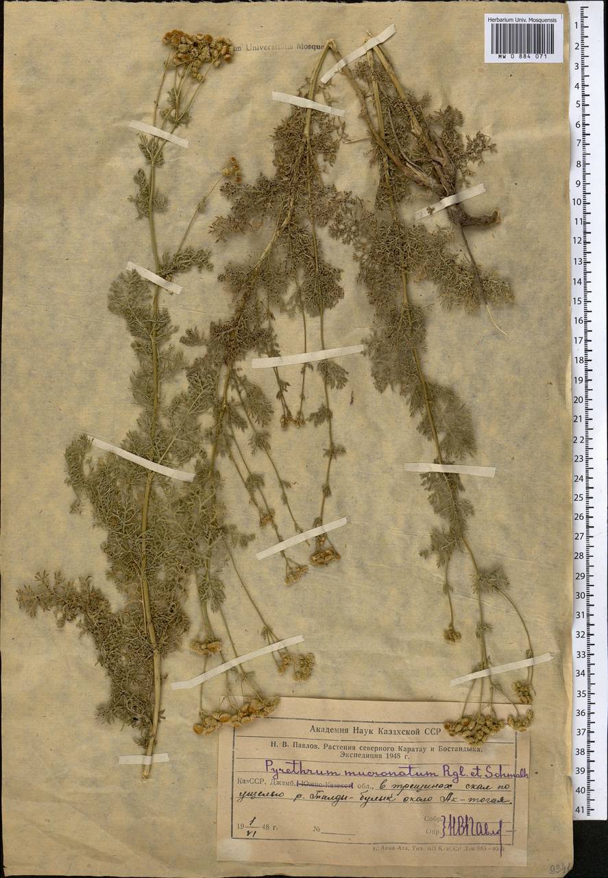 Танацетопсис остроконечный (Regel & Schmalh.) Kovalevsk., Средняя Азия и Казахстан, Западный Тянь-Шань и Каратау (M3) (Казахстан)