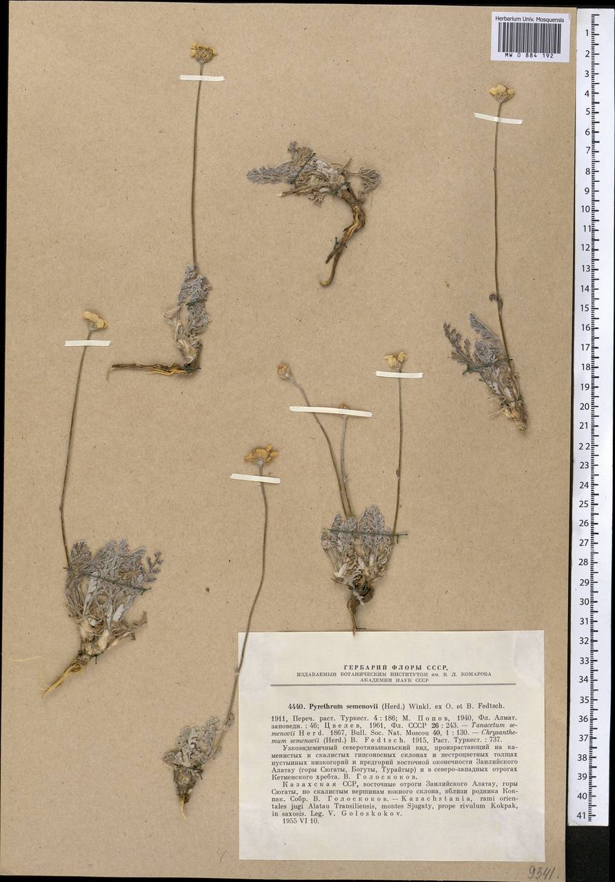 Richteria semenovii (Herder) Sonboli & Oberpr., Средняя Азия и Казахстан, Северный и Центральный Тянь-Шань (M4) (Казахстан)