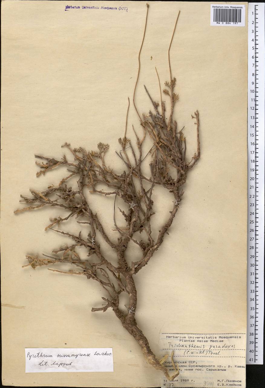 Richteria sussamyrensis (Lazkov) Sennikov, Средняя Азия и Казахстан, Северный и Центральный Тянь-Шань (M4) (Киргизия)