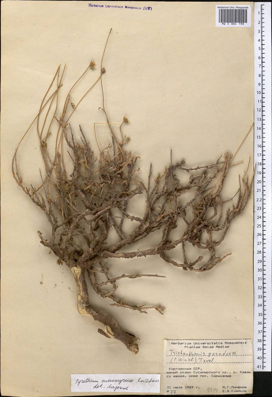 Richteria sussamyrensis (Lazkov) Sennikov, Средняя Азия и Казахстан, Северный и Центральный Тянь-Шань (M4) (Киргизия)