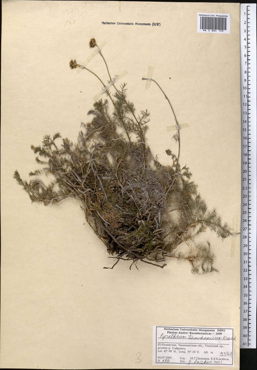 Richteria tianschanica (Krasch.) Sonboli & Oberpr., Средняя Азия и Казахстан, Западный Тянь-Шань и Каратау (M3) (Казахстан)