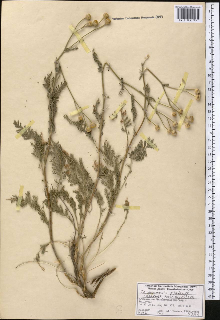 Tanacetopsis pjataevae (S. Kovalevsk.) Karmysch., Средняя Азия и Казахстан, Западный Тянь-Шань и Каратау (M3) (Казахстан)