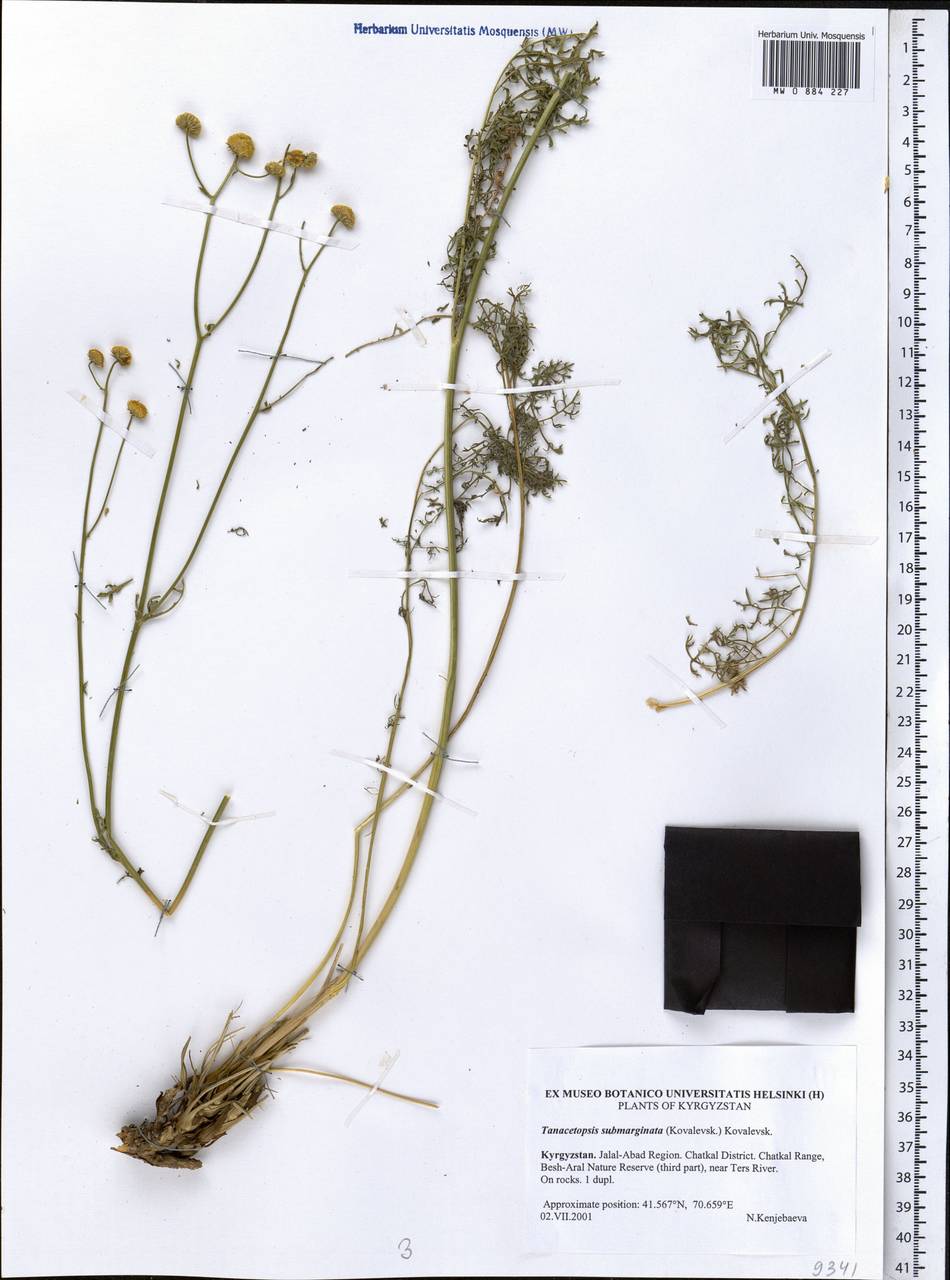 Танацетопсис неокаймленный (S. Kovalevsk.) S. Kovalevsk., Средняя Азия и Казахстан, Западный Тянь-Шань и Каратау (M3) (Киргизия)