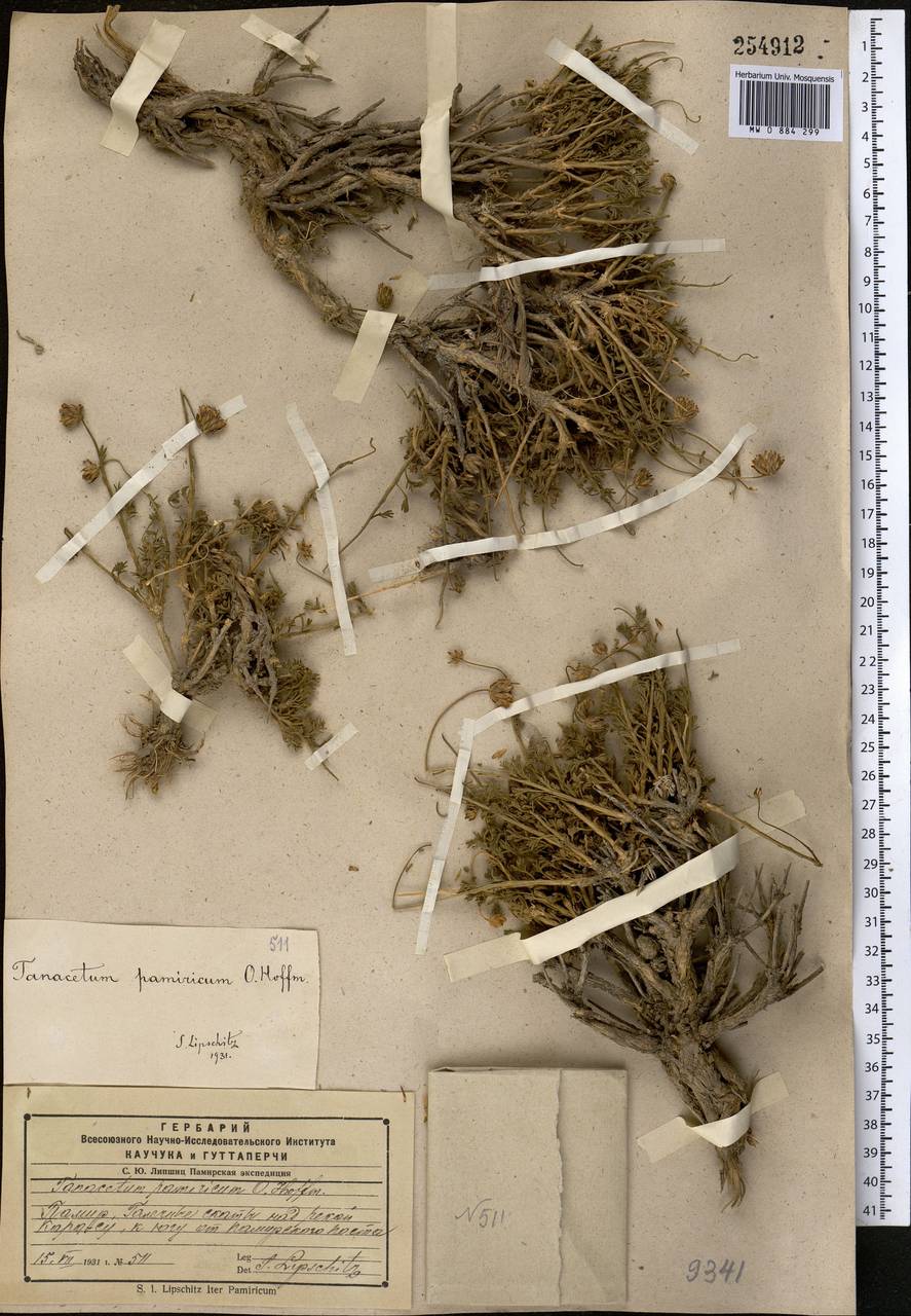 Ксилантемум памирский (Hoffm.) Tzvel., Средняя Азия и Казахстан, Памир и Памиро-Алай (M2) (Таджикистан)