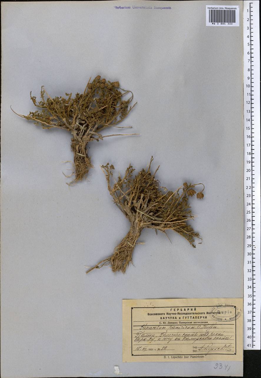 Ксилантемум памирский (Hoffm.) Tzvel., Средняя Азия и Казахстан, Памир и Памиро-Алай (M2) (Таджикистан)