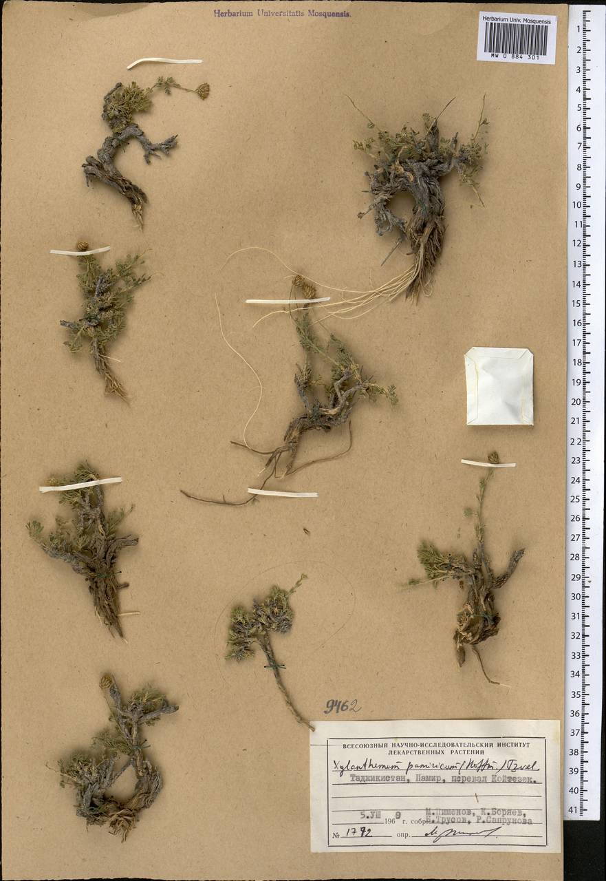 Ксилантемум памирский (Hoffm.) Tzvel., Средняя Азия и Казахстан, Памир и Памиро-Алай (M2) (Таджикистан)