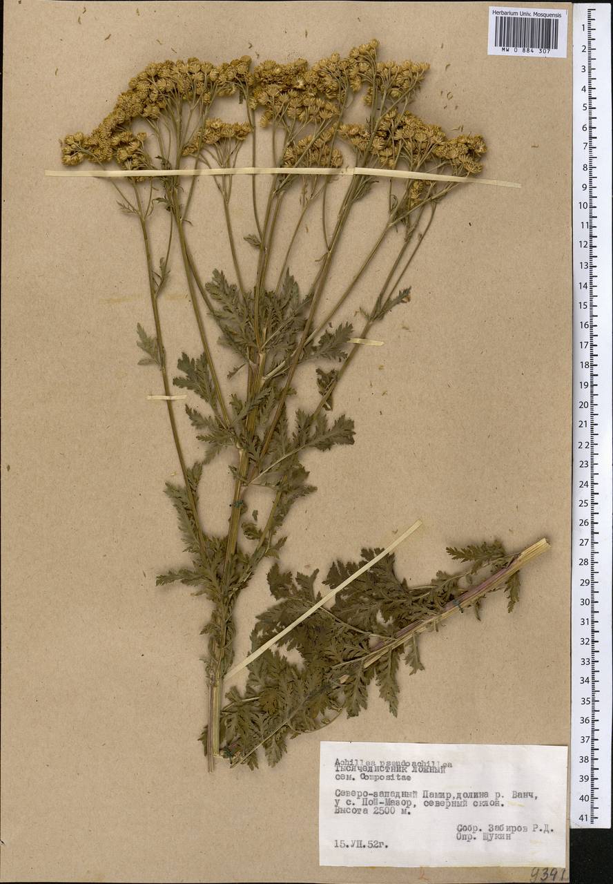 Lepidolopsis pseudoachillea (C. Winkl.) P. Poljakov, Средняя Азия и Казахстан, Памир и Памиро-Алай (M2) (Таджикистан)