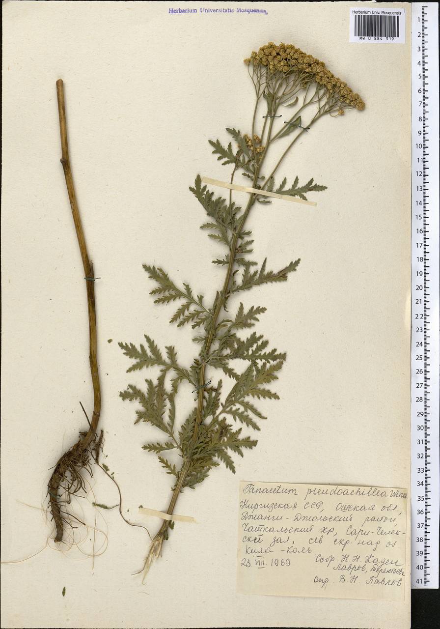 Lepidolopsis pseudoachillea (C. Winkl.) P. Poljakov, Средняя Азия и Казахстан, Западный Тянь-Шань и Каратау (M3) (Киргизия)