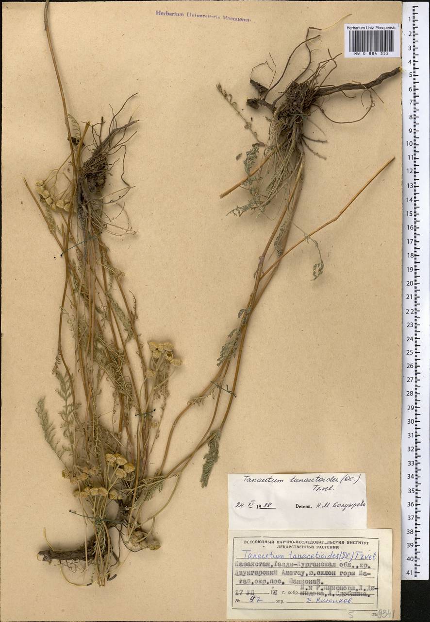 Пижма пижмовидная (DC.) Tzvelev, Средняя Азия и Казахстан, Джунгарский Алатау и Тарбагатай (M5) (Казахстан)