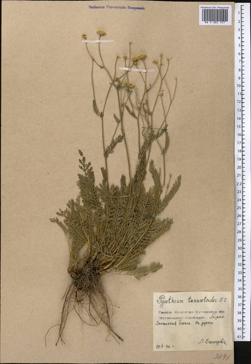 Пижма пижмовидная (DC.) Tzvelev, Средняя Азия и Казахстан, Северный и Центральный Казахстан (M10) (Казахстан)