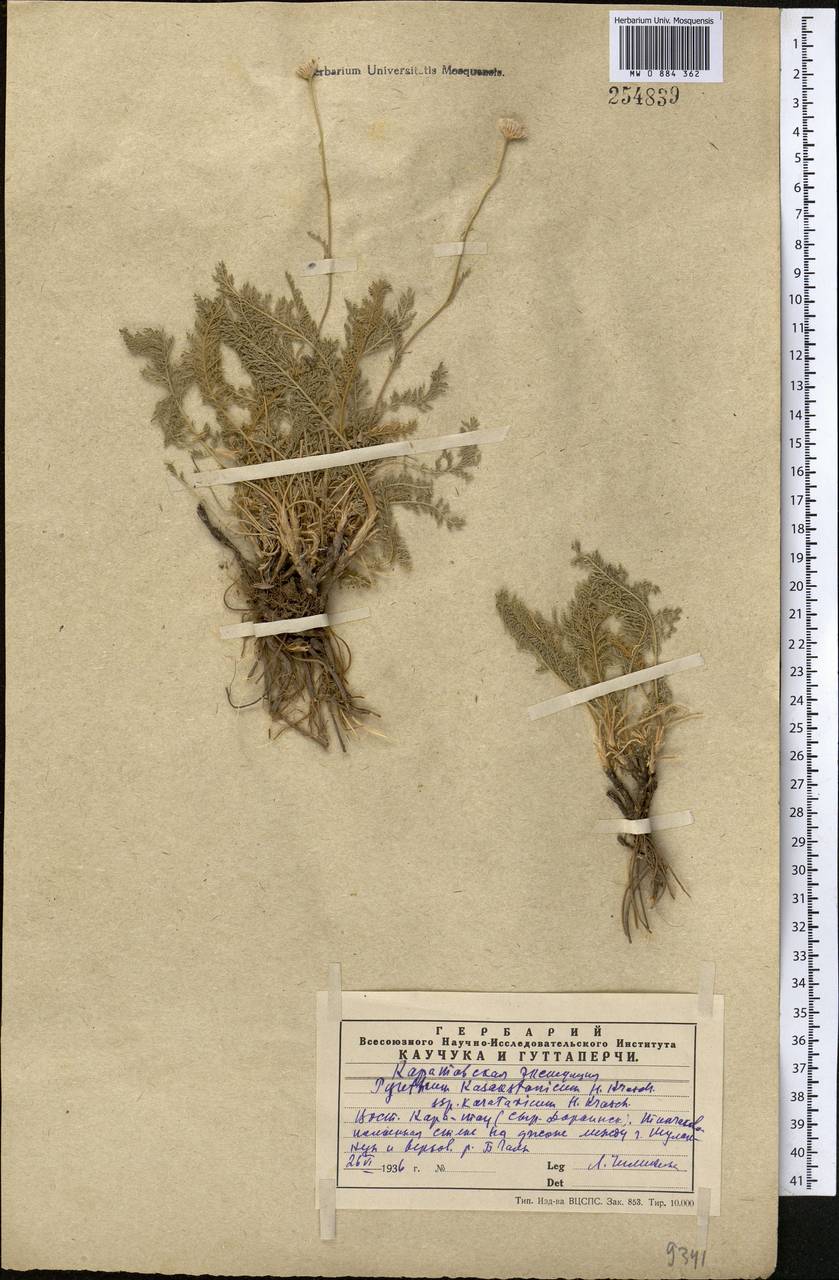 Tanacetum barclayanum DC., Средняя Азия и Казахстан, Западный Тянь-Шань и Каратау (M3) (Казахстан)