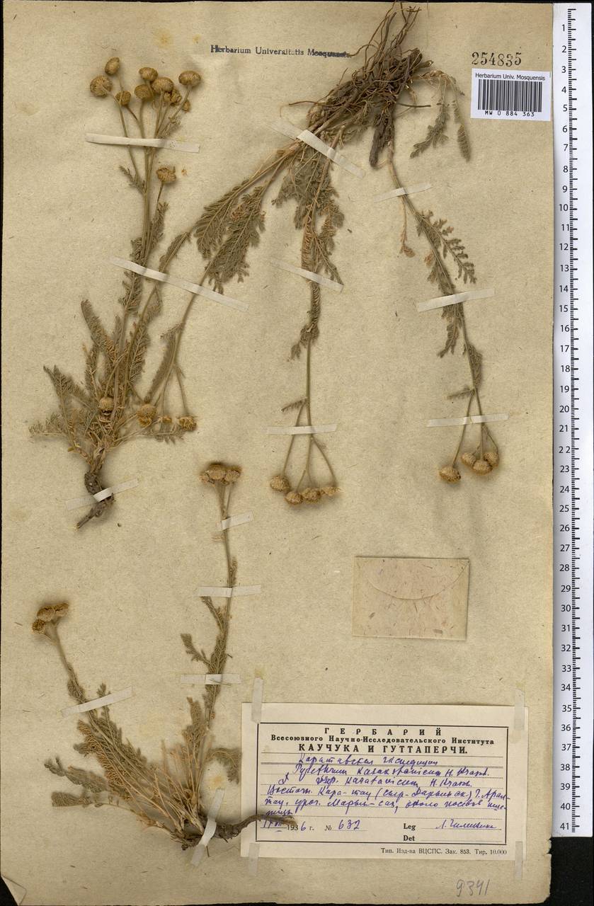 Tanacetum barclayanum DC., Средняя Азия и Казахстан, Западный Тянь-Шань и Каратау (M3) (Казахстан)