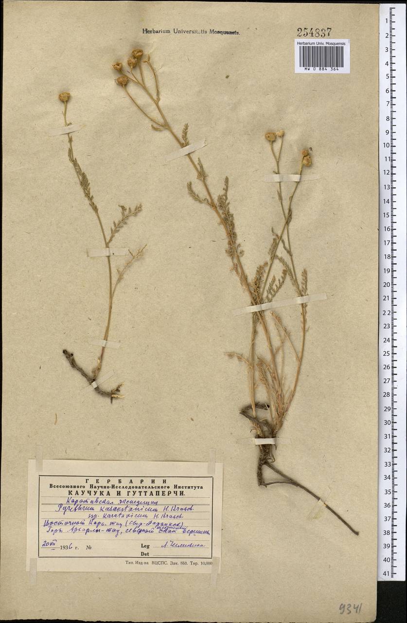 Tanacetum barclayanum DC., Средняя Азия и Казахстан, Западный Тянь-Шань и Каратау (M3) (Казахстан)