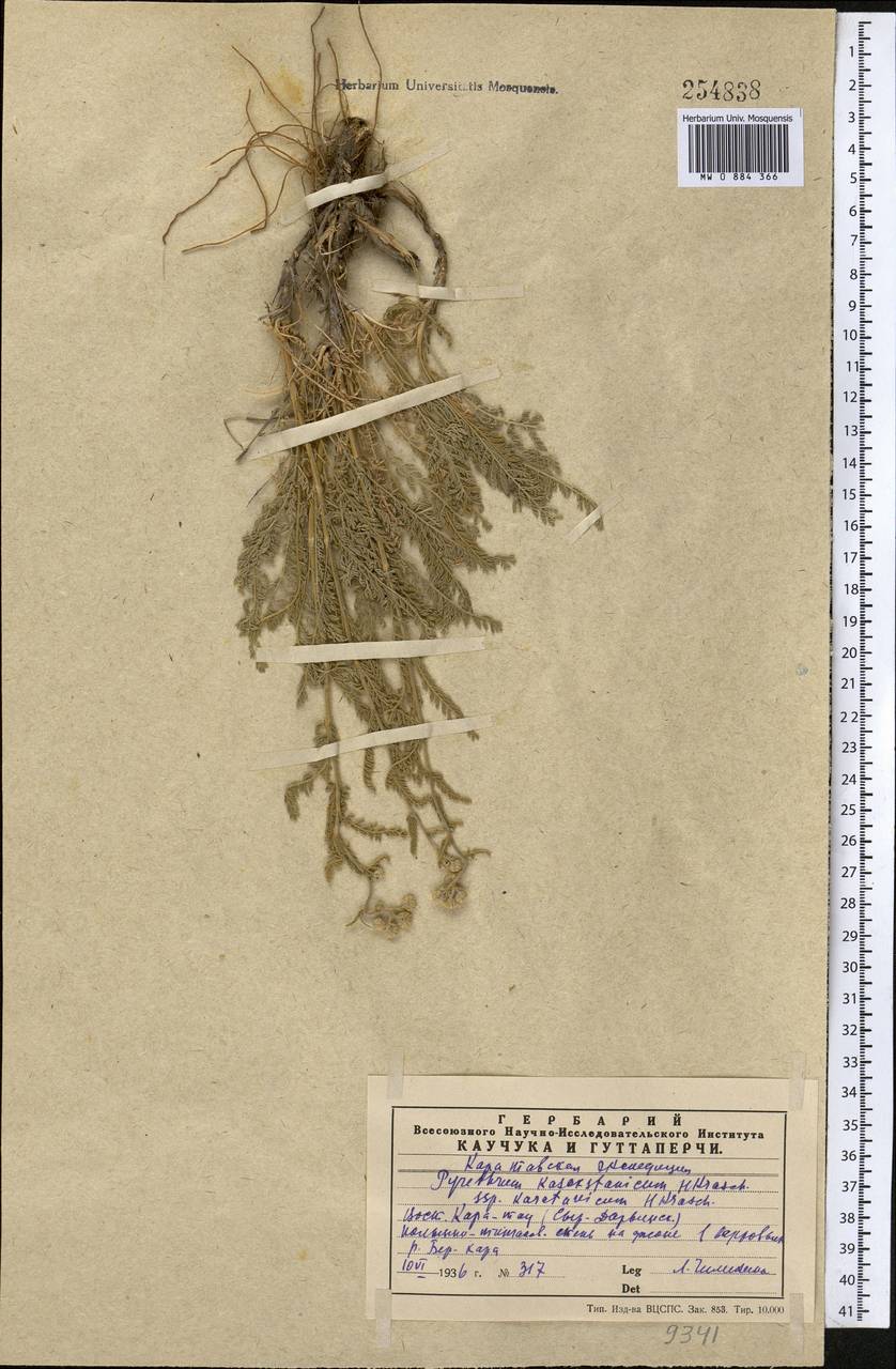 Tanacetum barclayanum DC., Средняя Азия и Казахстан, Западный Тянь-Шань и Каратау (M3) (Казахстан)