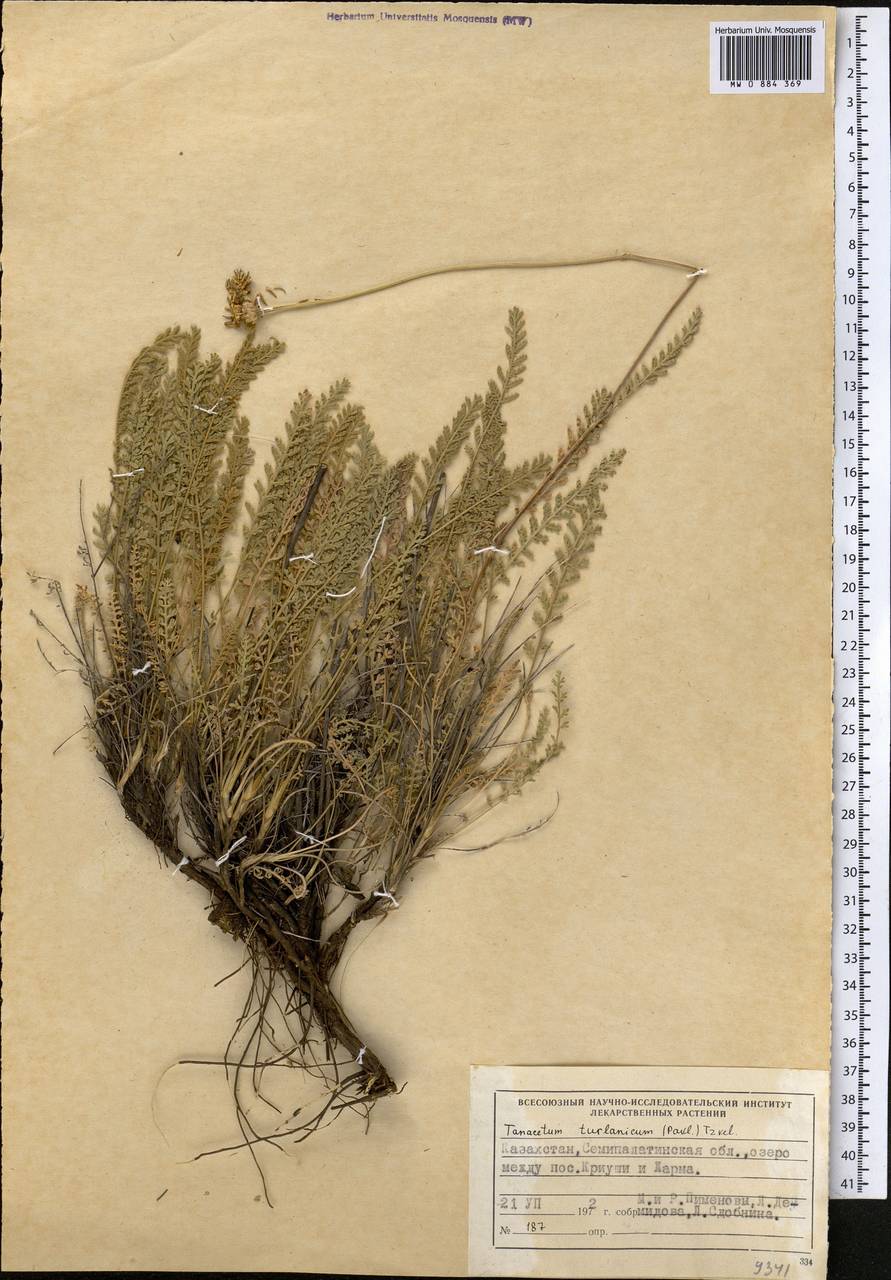 Tanacetum barclayanum DC., Средняя Азия и Казахстан, Муюнкумы, Прибалхашье и Бетпак-Дала (M9) (Казахстан)