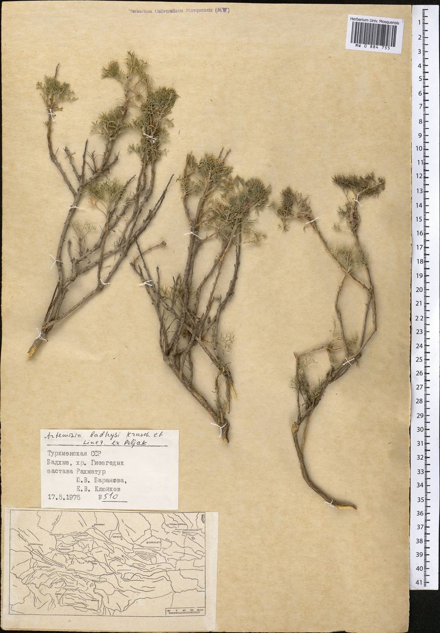 Artemisia badghysi Krasch. & Lincz. ex Poljak., Средняя Азия и Казахстан, Копетдаг, Бадхыз, Малый и Большой Балхан (M1) (Туркмения)